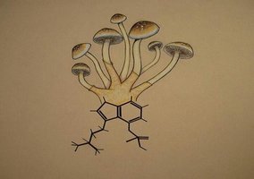 shrooms_tu_gp.jpg