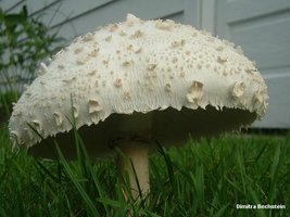 Caso de intoxicação por Chlorophyllum molybdites em Curitiba
