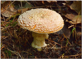 A "recém" catalogada spp, Amanita aprica.