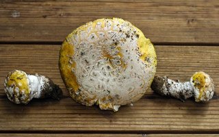 Amanita_aprica(mgw-03).jpg