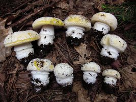 Amanita_aprica_159765.jpg