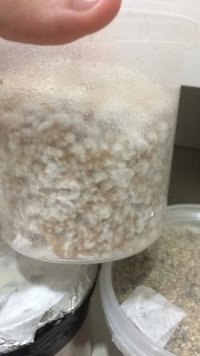 ultimo dia do arroz.jpg