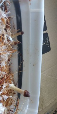 IMG-20190227-WA0053.jpeg