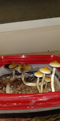 IMG_20190301_055623.jpg