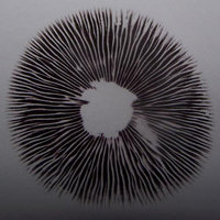 Spore_Print.jpg