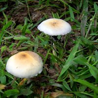 cubes-bosta001.JPG