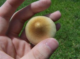 centro_do_chapeu-golden_fade01.jpg