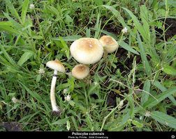 cogumelos_no_esterco.jpg