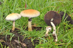 familia_reunida-Cubensis.natural.habitat-2.jpg