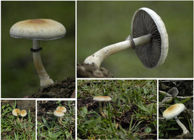 Caçando, identificando e colhendo os Cogumelos