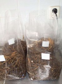 pan-cyan-tropic-cultivation007.jpg