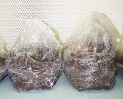 pan-cyan-tropic-cultivation009.jpg
