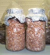 pan-cyan-tropic-cultivation010.jpg