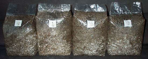 pan-cyan-tropic-cultivation013.jpg