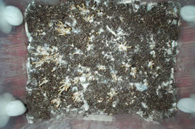 pan-cyan-tropic-cultivation026.jpg
