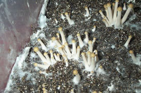 pan-cyan-tropic-cultivation027.jpg
