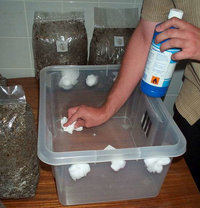 pan-cyan-tropic-cultivation015.jpg