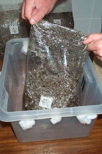 pan-cyan-tropic-cultivation017.jpg