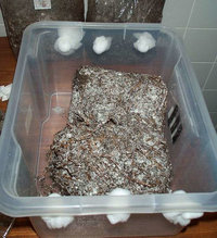 pan-cyan-tropic-cultivation018.jpg