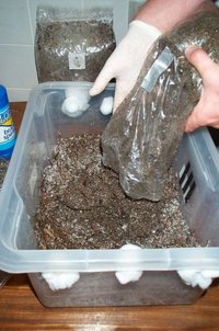 pan-cyan-tropic-cultivation020.jpg