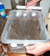 pan-cyan-tropic-cultivation022.jpg