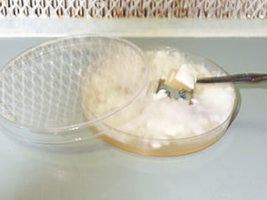 28 - cutting_agar.jpg