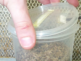 29 - agar_microbox.jpg