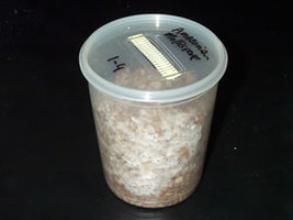 40 - micro_box_growth.jpg