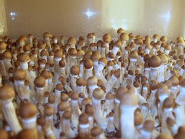 Guia_de_Cultivo-021.jpg