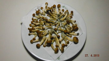 DSCF3952.JPG