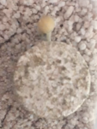 106733
