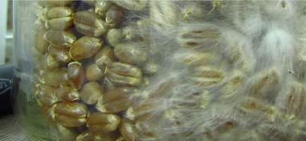 IMG_0500zoom.jpg