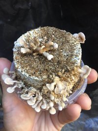250E344C-E34A-459F-9805-6509C739DE65.jpeg
