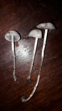 IMG-20190701-WA0014.jpeg