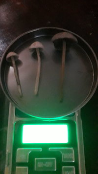 IMG-20190701-WA0008.jpeg