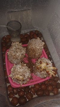 IMG-20190911-WA0041.jpeg