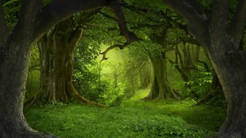 natures-temples.jpg