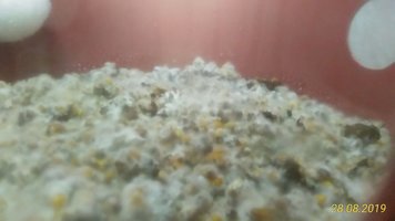 balde 2 esterco pasteurizado.jpeg