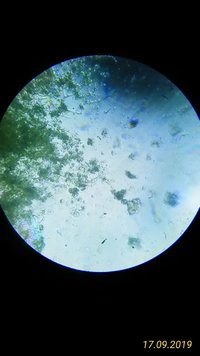 trichoderma.jpeg