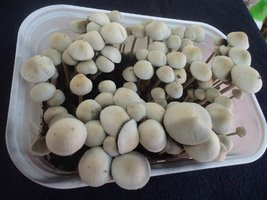 Panaeolus cambodginiensis