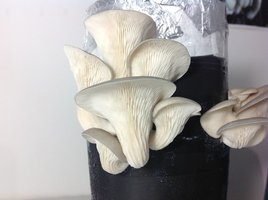 Pleurotus Ostreatus(Shimeji) em garrafa Pet