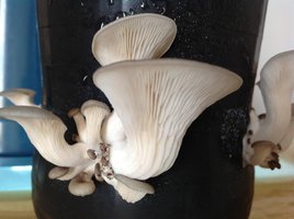 image-15.jpg