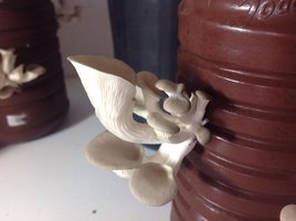 image-43.jpg
