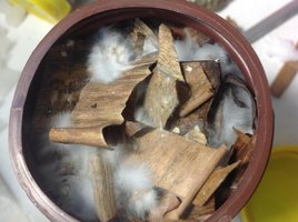 Inicio de coloniza��o toddy1.jpg
