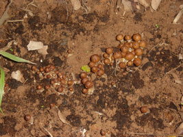 manosbras006.jpg