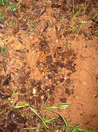 manosbras008.jpg
