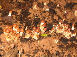manosbras009.jpg