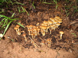 manosbras010.jpg