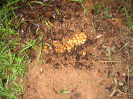 manosbras011.jpg