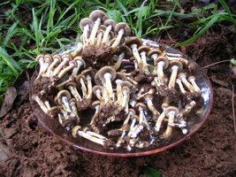 manosbras012.jpg
